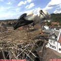 15_20-nest.jpg