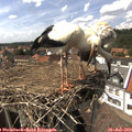 15_25-nest.jpg