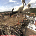 15_30-nest.jpg