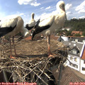 15_35-nest.jpg