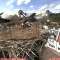 15_40-nest.jpg