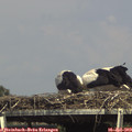 15_45-mast.jpg