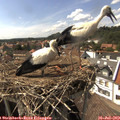 15_50-nest.jpg