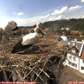 15_55-nest.jpg