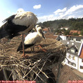 16_00-nest.jpg
