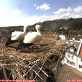 16_05-nest.jpg