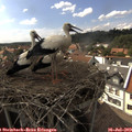 16_10-nest.jpg