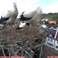 16_15-nest.jpg