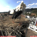 16_20-nest.jpg