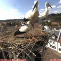 16_25-nest.jpg