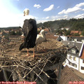 16_30-nest.jpg