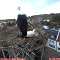 16_35-nest.jpg