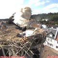 16_40-nest.jpg