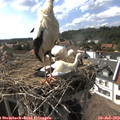 16_45-nest.jpg