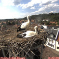 16_50-nest.jpg