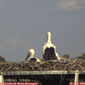 16_55-mast.jpg