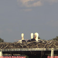 17_00-mast.jpg