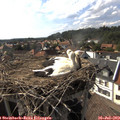 17_00-nest.jpg