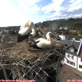 17_05-nest.jpg