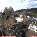 17_10-nest.jpg