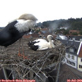 17_15-nest.jpg