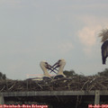 17_20-mast.jpg