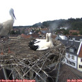 17_20-nest.jpg