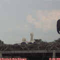 17_25-mast.jpg