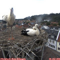17_25-nest.jpg