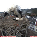 17_30-nest.jpg
