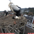 17_35-nest.jpg