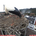 17_40-nest.jpg