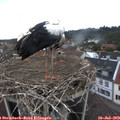 17_45-nest.jpg