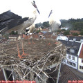 17_55-nest.jpg