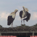 18_00-mast.jpg
