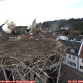 18_00-nest.jpg