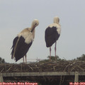 18_10-mast.jpg