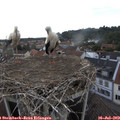 18_10-nest.jpg