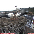 18_20-nest.jpg