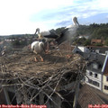 18_25-nest.jpg