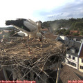 18_35-nest.jpg