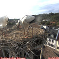 18_40-nest.jpg