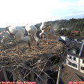 18_45-nest.jpg
