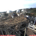 18_50-nest.jpg