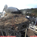 18_55-nest.jpg