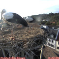 19_00-nest.jpg