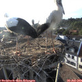 19_05-nest.jpg