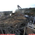 19_10-nest.jpg