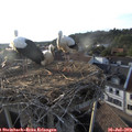 19_15-nest.jpg