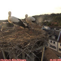 19_20-nest.jpg